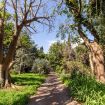 Il viottolo d'ingresso alla villa - Giardino di Michela