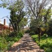 Viottolo per passeggiate nel giardino - Giardino di Michela