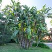 Le rigogliose piante del giardino - Giardino di Michela