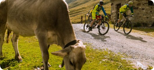 Cosa Fare Livigno Inverno