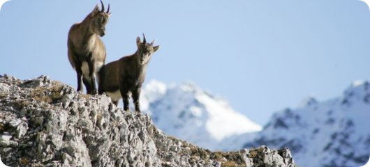 Cosa Fare Livigno Inverno